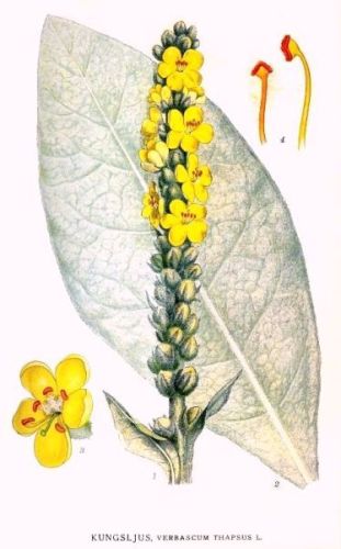 Mullein Tapsus barbatus - Verbascum thapsus - коровяк обыкновенный, медвежье ухо